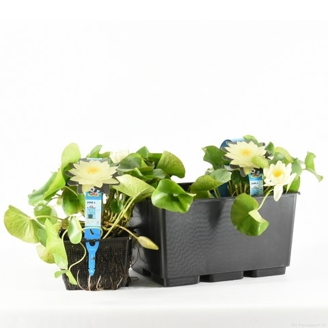 Nymphaea 'Joey Tomocik' 