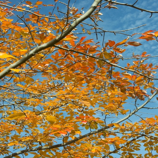 Tupelo (Nyssa sylvatica)