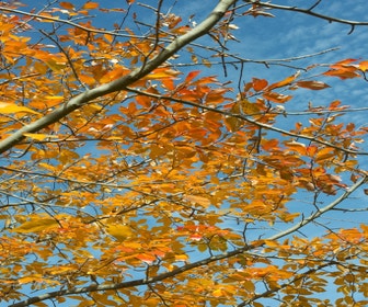 Tupelo Strauch (Nyssa sylvatica)