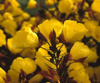 Teunisblüten (Oenothera fruticosa 'Fyrverkeri')