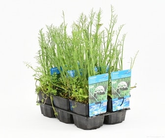 Wasser-Schierling (Oenanthe aquatica)