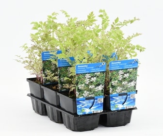 Rohrkolben (Oenanthe fistulosa 'Flamingo')