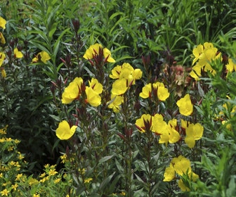 Teunisblume (Oenothera fruticosa 'Sonnenwende')