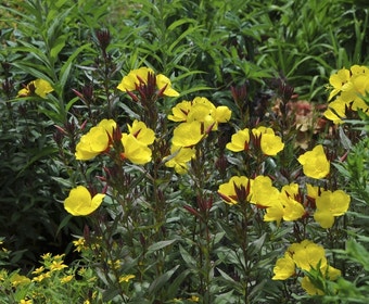 Teunisblume (Oenothera fruticosa 'Sonnenwende')