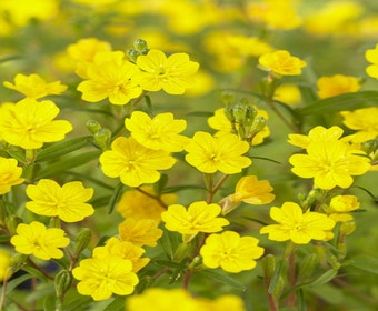 Teunisblüten (Oenothera perennis)