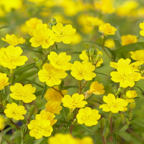 Teunisblüten (Oenothera perennis)