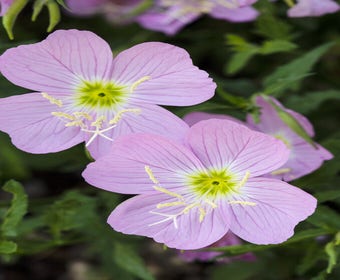 Abend-Primel (Oenothera speciosa)