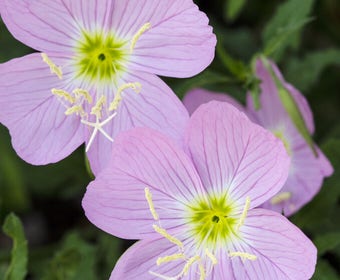 Abend-Primel (Oenothera speciosa)