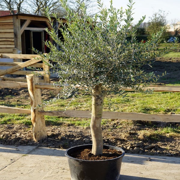 Olivenbaum als solitair 25/30cm (Olea europaea)