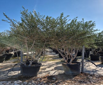 Mehrstämmige Olivenbaum (Olea europaea)