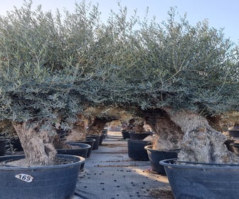 Großer Olivenbaum als Solitär 100/125cm (Olea europaea)