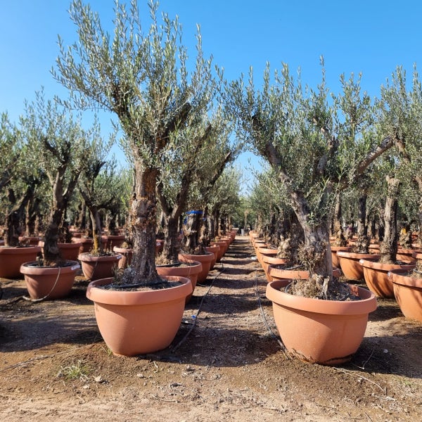 Olivenbaum alter Stamm 50/60cm (Olea Europaea) Topf