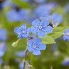Amerikanisches Vergissmeinnicht (Omphalodes verna)