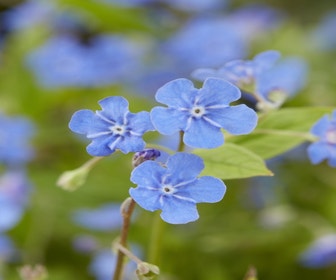 Amerikanisches Vergissmeinnicht (Omphalodes verna)
