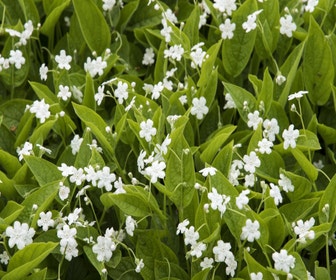 Amerikanisches Vergissmeinnicht (Omphalodes verna 'Alba')