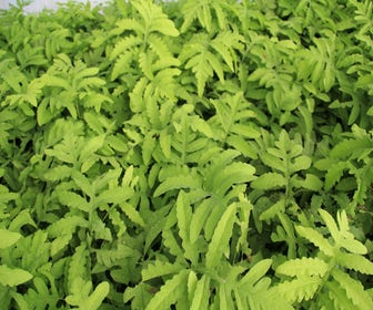 Kugel-Farn (Onoclea sensibilis)