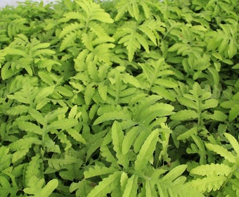 Kugel-Farn (Onoclea sensibilis)