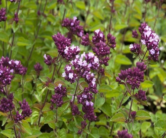 Majoran (Origanum 'Rosenkuppel')