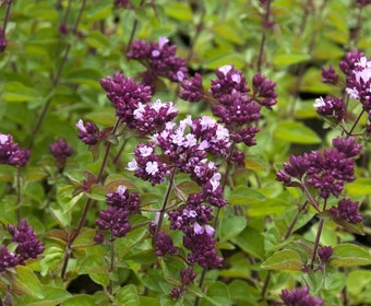Majoran (Origanum 'Rosenkuppel')