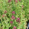 Wilder Majoran (Origanum vulgare) BIO