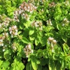 Majoran (Origanum vulgare 'Thumble's Variety')