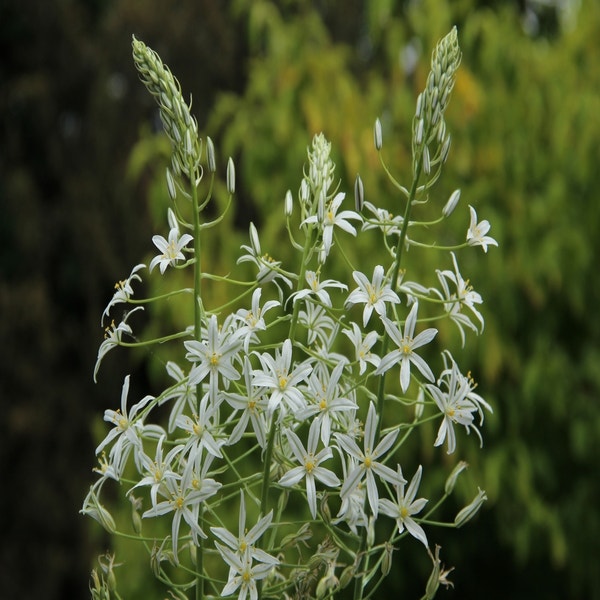 Ornithogalum ponticum 'Sochi' (Vogelmelk)
