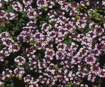 Majoran/Marjoran (Origanum vulgare 'Compactum')
