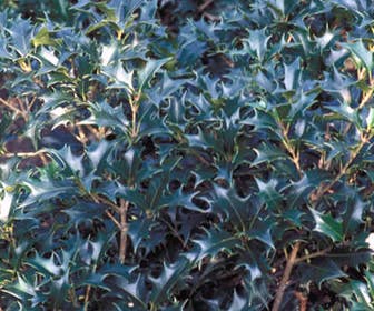 Scheinhulst (Osmanthus heterophyllus)