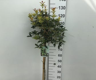 Scheinbuche (Osmanthus heterophyllus 'Goshiki') auf Stamm