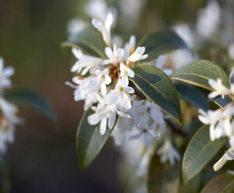 Scheinbuche (Osmanthus burkwoodii)
