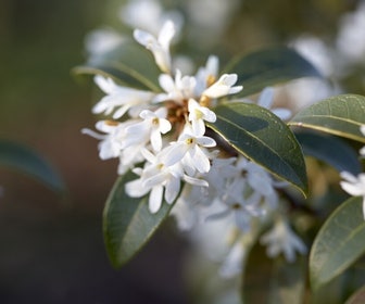 Scheinbuche (Osmanthus burkwoodii)