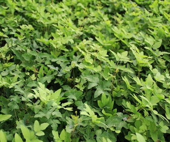 Königsfarne (Osmunda regalis)