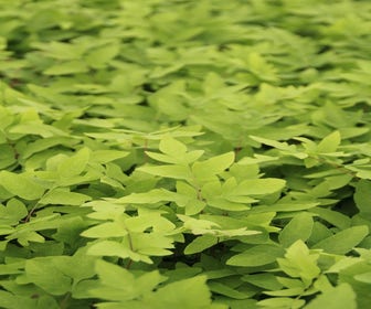 Königsfarne (Osmunda regalis 'Purpurascens')