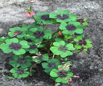 Kleeblatt (Oxalis deppei 'Iron Cross')