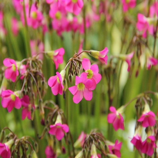 Oxalis lasiandra
