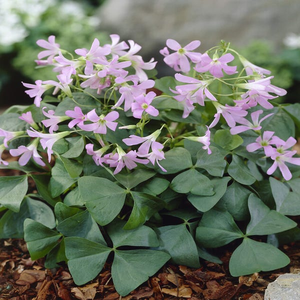 Oxalis triangularis 'Amber' ® 
