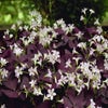 Kleeblatt (Oxalis triangularis 'Mijke' ®)