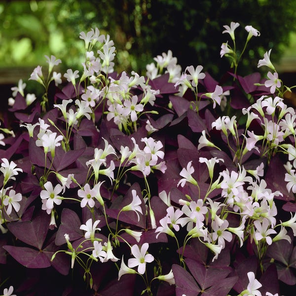 Oxalis triangularis 'Mijke' ® 
