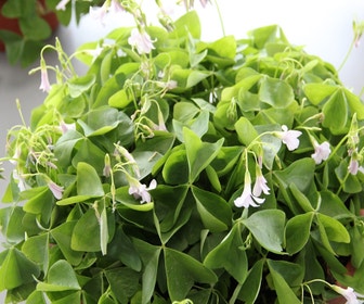 Kleeblatt (Oxalis triangularis)