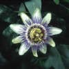 Passionsblume (Passiflora caerulea)