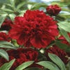 Pfingstrose (Paeonia lactiflora Fabulous Flowers® 'Charming Magenta Cinderella')