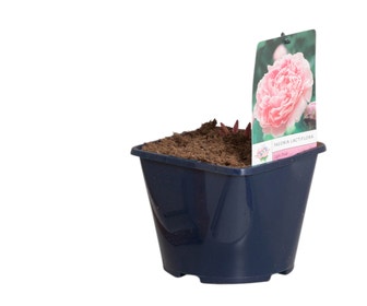 Hellrosa Pfingstrose ( (Paeonia lactiflora)