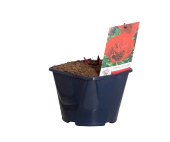 Rote Pfingstrose (Paeonia lactiflora)