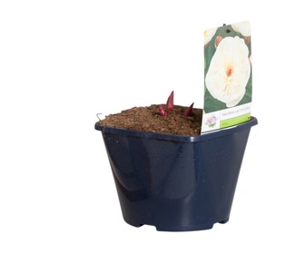 Weiße Pfingstrose (Paeonia lactiflora)