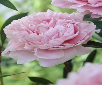 Pfingstrose (Paeonia 'Sarah Bernhardt')