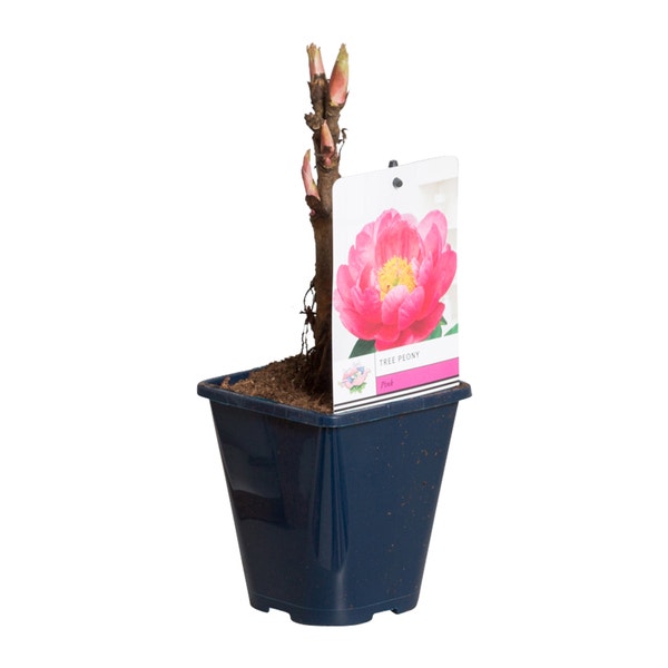 Roze Boompioen (Paeonia suffruticosa) P11
