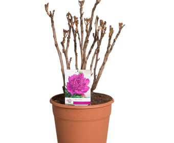 Lila Baum-Pfingstrose (Paeonia suffruticosa)