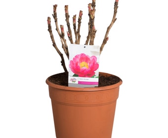 Rosa Baum-Pfingstrose (Paeonia suffruticosa)