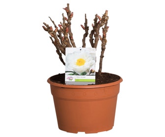 Weiße Baum-Pfingstrose (Paeonia suffruticosa)