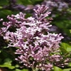 Flieder auf Stamm (Syringa meyeri 'Palibin')